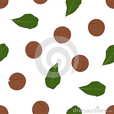 Macadamia nut. Cosmetic and medical plant. Vector Illustration