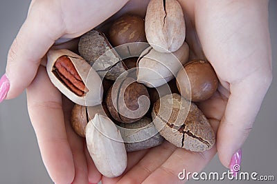 Macadamia, Brazil nuts, Bertholletia, pecan on hand. Woman hands holding roasted and notched exotic shell nuts. Close up Stock Photo