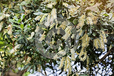 Macadamia flower blossom on tree Stock Photo