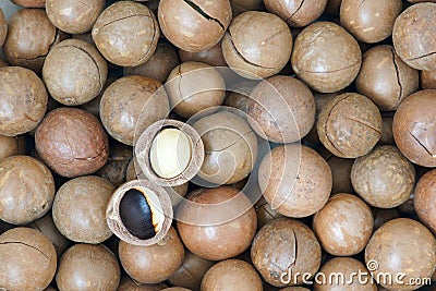 Macadamia fruits Stock Photo