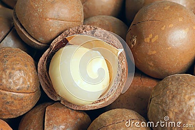 Macadamia fruits Stock Photo