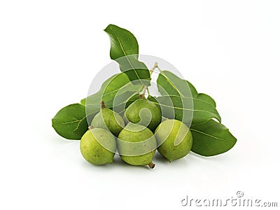 Macadamia in husk Stock Photo