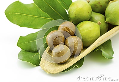 Macadamia in husk and shell Stock Photo