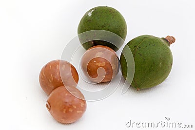 Macadamia Nut Stock Photo