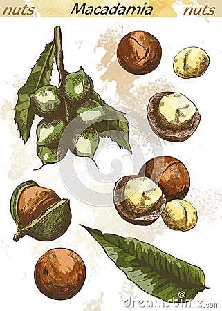 Macadamia nut color Vector Illustration