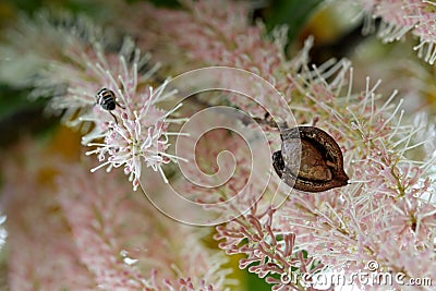 Macadamia nut in husk against flower racemes Stock Photo