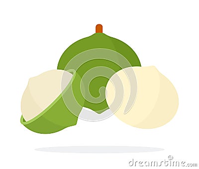 Macadamia nut, peeled and in shell Nuts flat icon vector isolated. Vector Illustration