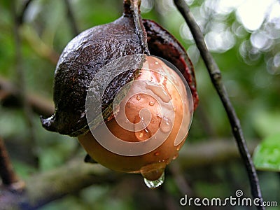 Macadamia Nut in rainy weather Stock Photo