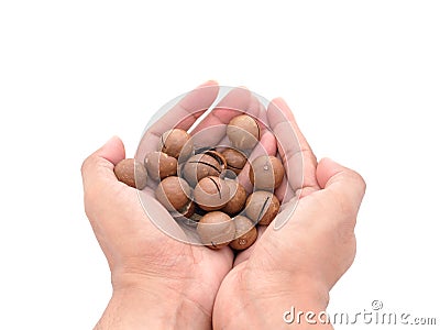 Macadamia nuts fruits with shell in hand on white background Stock Photo