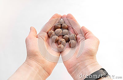 Macadamia nuts in hand close-up on a white isolated background with space for writing. A handful of Australian nuts in the palm. Stock Photo