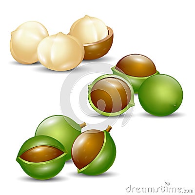 Macadamia nuts white background natural organic Stock Photo