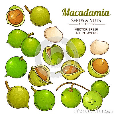 Macadamia plant vector Vector Illustration