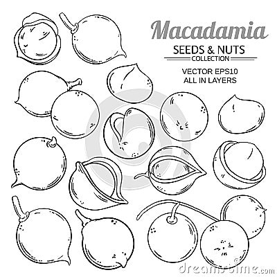 Macadamia plant vector Vector Illustration