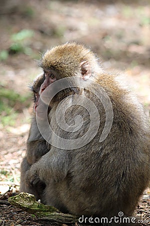 Macaque Stock Photo