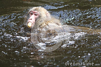 Macaque Stock Photo