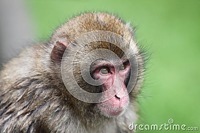 Macaque Stock Photo