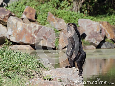 Macaque alert on the rock - side view Stock Photo