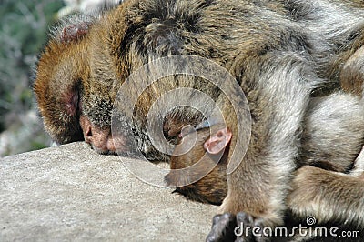 Macaque Apes Mother and baby sleeping on the Rock of Gibraltar Stock Photo