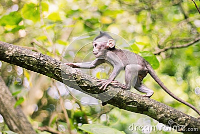 Macaque baby in movement Stock Photo