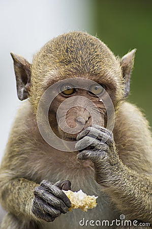 A macaque eating Stock Photo