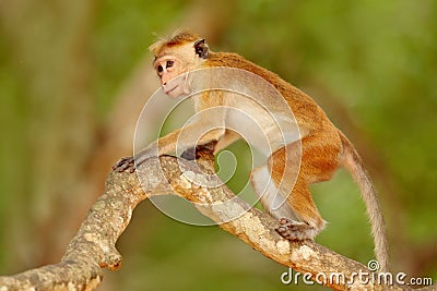 Macaque in the forest. Toque macaque, Macaca sinica. Monkrey on the tree. Macaque in nature habitat, Sri Lanka. Detail of monkey, Stock Photo