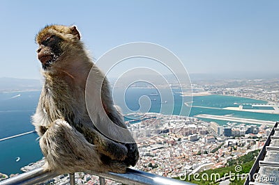 Macaque Monkey Stock Photo