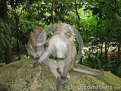 Macaque Monkey Stock Photo