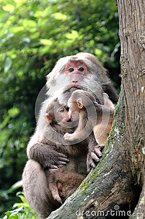 Macaque monkey Stock Photo