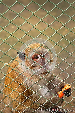 Macaque monkey Stock Photo