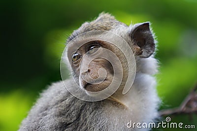Macaque monkey Stock Photo