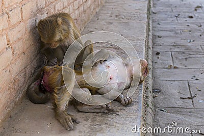 Macaque monkey grooming other monkey lying down contentedly Stock Photo