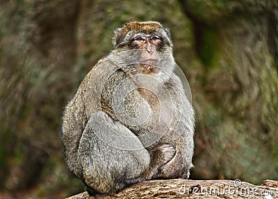 Macaque monkey Stock Photo