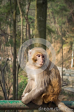 Macaque monkey portrait - lonely 4 Stock Photo