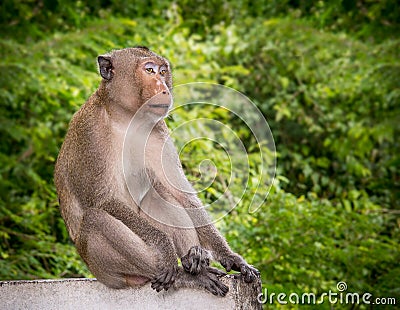 Macaque Monkey Stock Photo