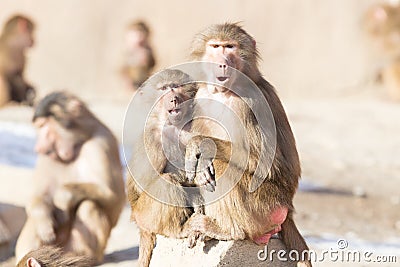 Macaque monkey resting Stock Photo