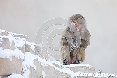 Macaque monkey resting Stock Photo