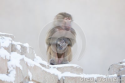 Macaque monkey resting Stock Photo