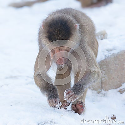 Macaque monkey searching food Stock Photo