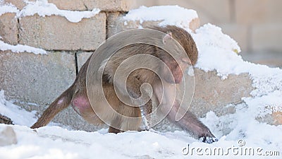 Macaque monkey searching food Stock Photo