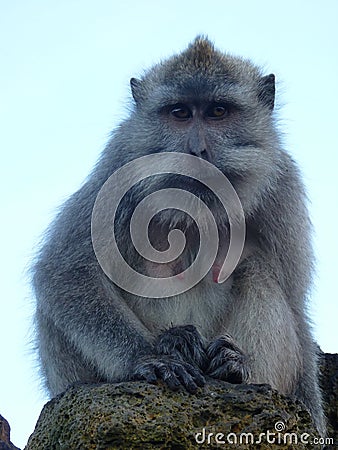 Macaque monkey at the top of the Batur volcano. Stock Photo