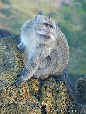Macaque monkey at the top of the Batur volcano. Stock Photo