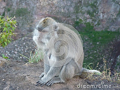 Macaque monkey at the top of the Batur volcano. Stock Photo