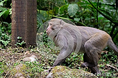 Macaque Monkey Walking in the Forest Stock Photo