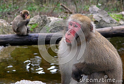 Macaque monkeys Stock Photo