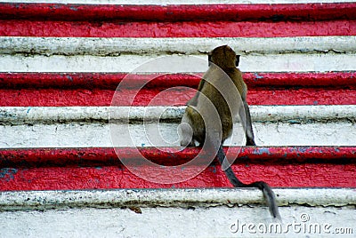 Macaque monkeys in front of famous Batu Caves in Kualalumpur, Stock Photo