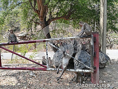 Macaque monkeys Life at Thailand& x27;s Top Tourist historical Attractions Park and outdoor Stock Photo