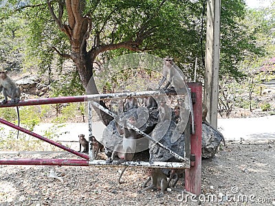 Macaque monkeys Life at Thailand& x27;s Top Tourist historical Attractions Park and outdoor Stock Photo