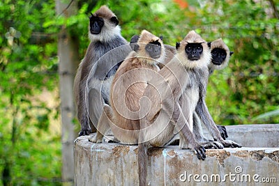 Macaque monkeys from Sri Lanka Stock Photo