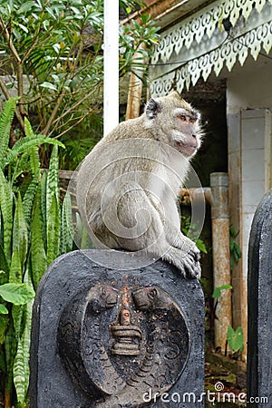 Macaque observing Stock Photo