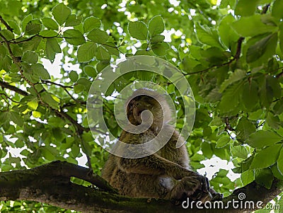 Macaque sits on a branch among the lush foliage of trees. Stock Photo